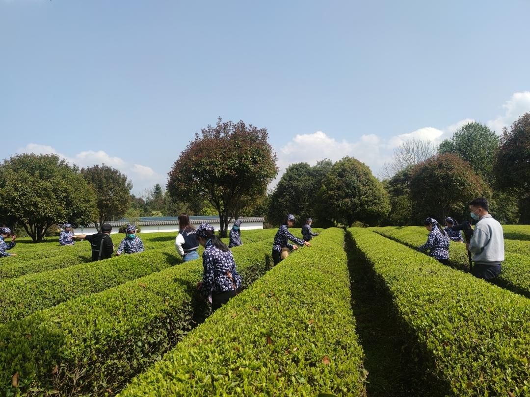 【奮進(jìn)新征程 建功新時代】“茶”產(chǎn)業(yè)加持 鄉(xiāng)村振興后勁足