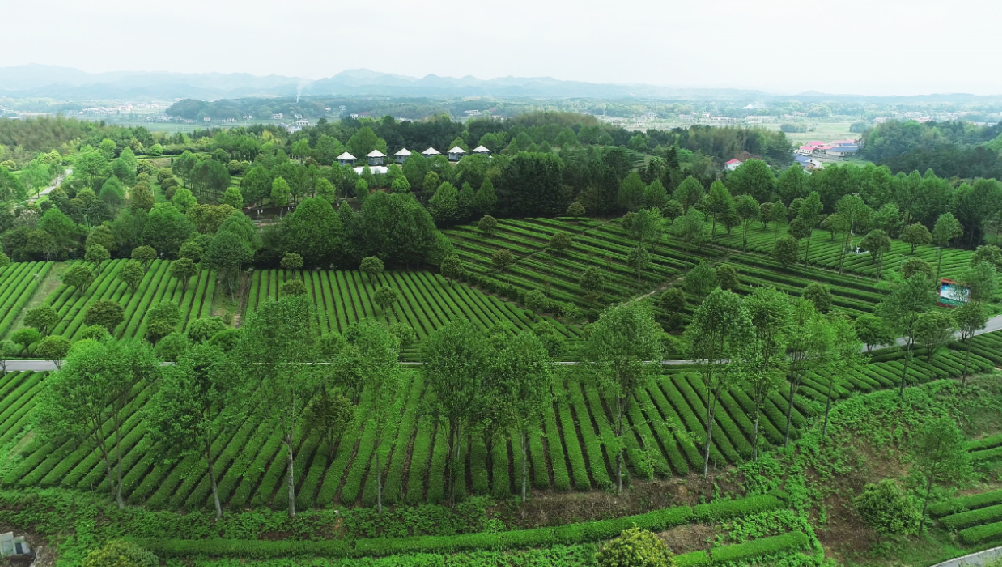 全國“三品一標(biāo)”基地，金井鎮(zhèn)茶葉基地榜上有名