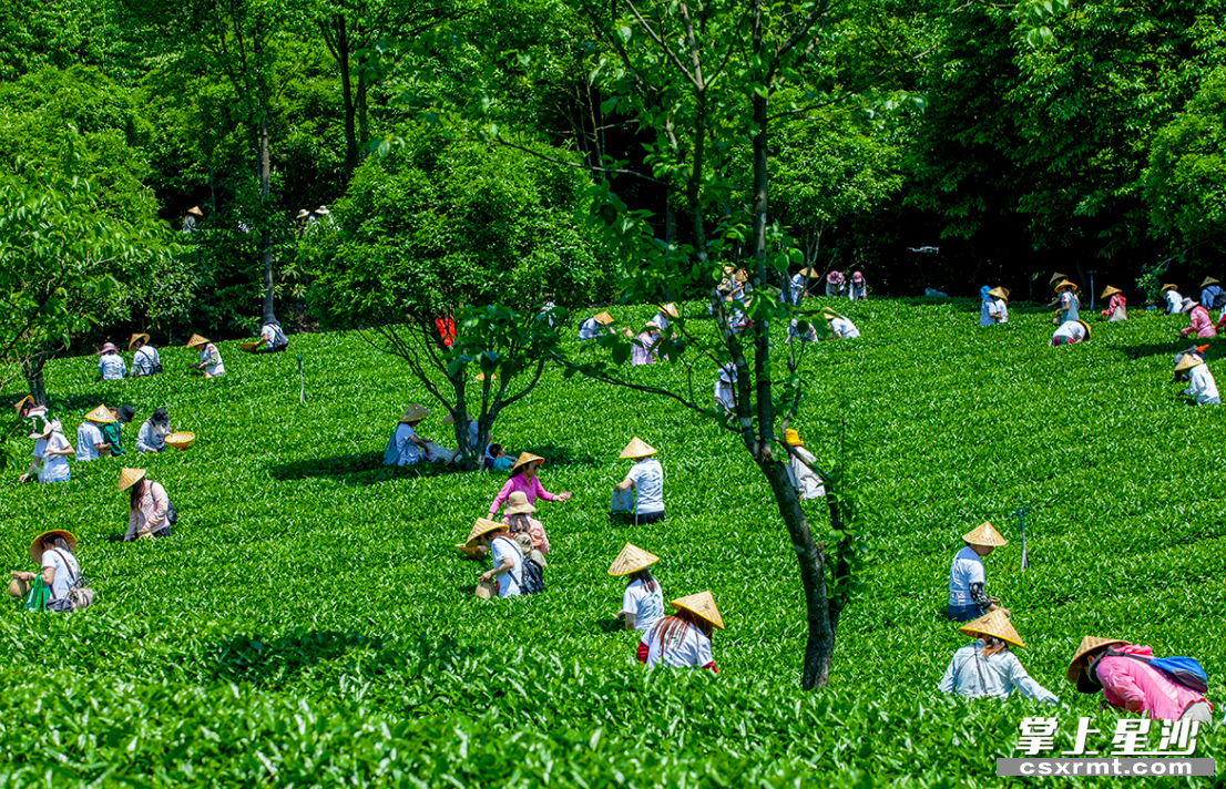 湘豐茶業(yè)集團(tuán)歐盟有機(jī)和雨林雙認(rèn)證的標(biāo)準(zhǔn)化示范茶園。